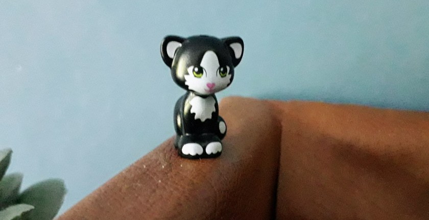 Lathyrus-nieuwe-kat-3